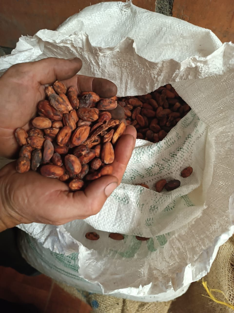 Manos sosteniendo granos de cacao del territorio